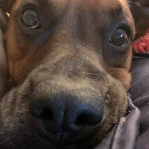 Meet your Posher, Chuck